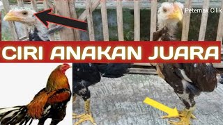 Mengenal Ciri Anak Ayam Bangkok Calon Juara