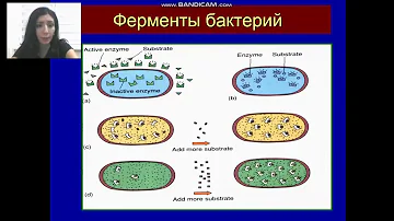 Физиология Микроорганизмов