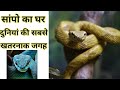 Snake Island | सांपो का सबसे बड़ा घर सबसे जहरीला सांप भी यही है सब डरते है यह जाने से #youtube Snake