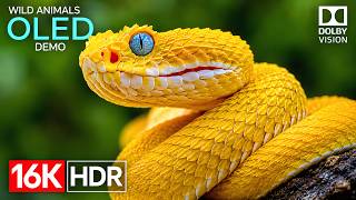 Ultimate OLED Display Test 8K HDR | Dolby Vision 120FPS (4K Video • 8K Ultra HD TV) screenshot 3