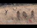 Wild dogs vs Cheetah for Food