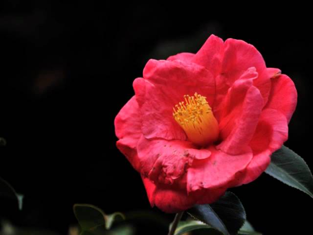 アルトサックスで「アンコ椿は恋の花」を演奏してみました。 - YouTube