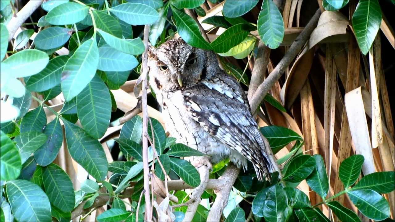 Shapeshifter Transformer Owl