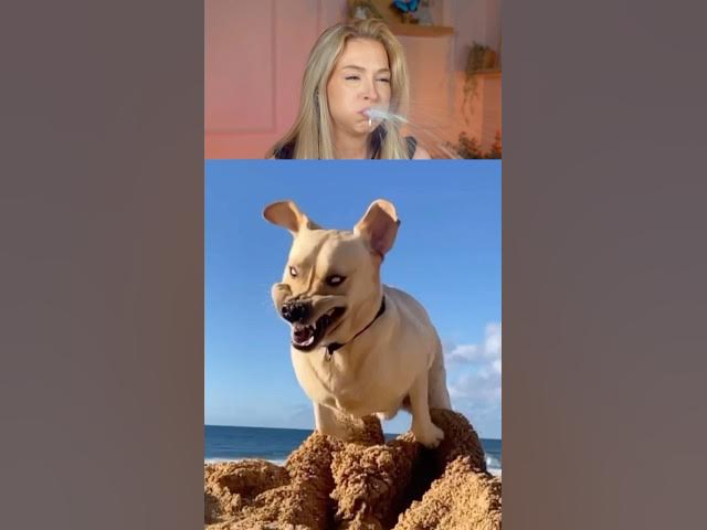 Try Not To Laugh Challenge 691