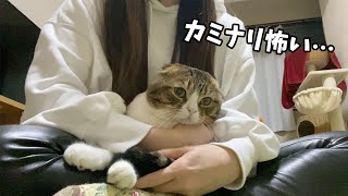 「カミナリ怖いよ…」ママに助けを求める猫