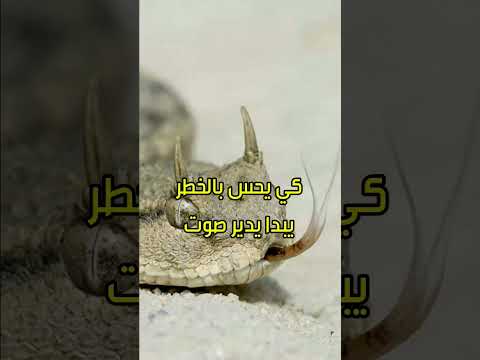 أخطر حيوان في الجزائر