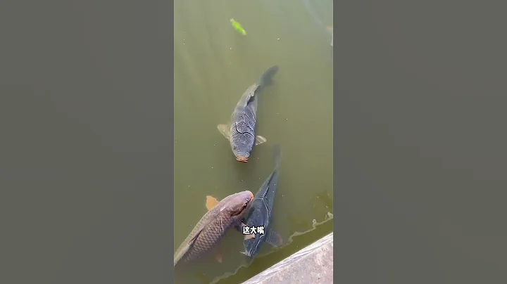 难道鳄雀鳝也不吃鲤鱼吗 - 天天要闻