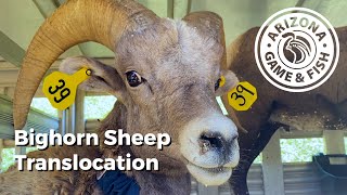Arizona Bighorn Sheep Translocation to Utah by Arizona Game And Fish 1,259 views 6 months ago 5 minutes, 18 seconds