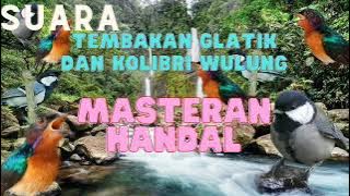 Suara tembakan kowul   glatik untuk masteran. #suaraburung #masteranburung #burunggacor