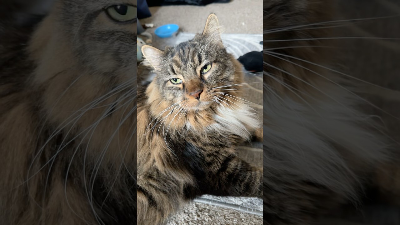 Спрашиваю своего кота о его снах.