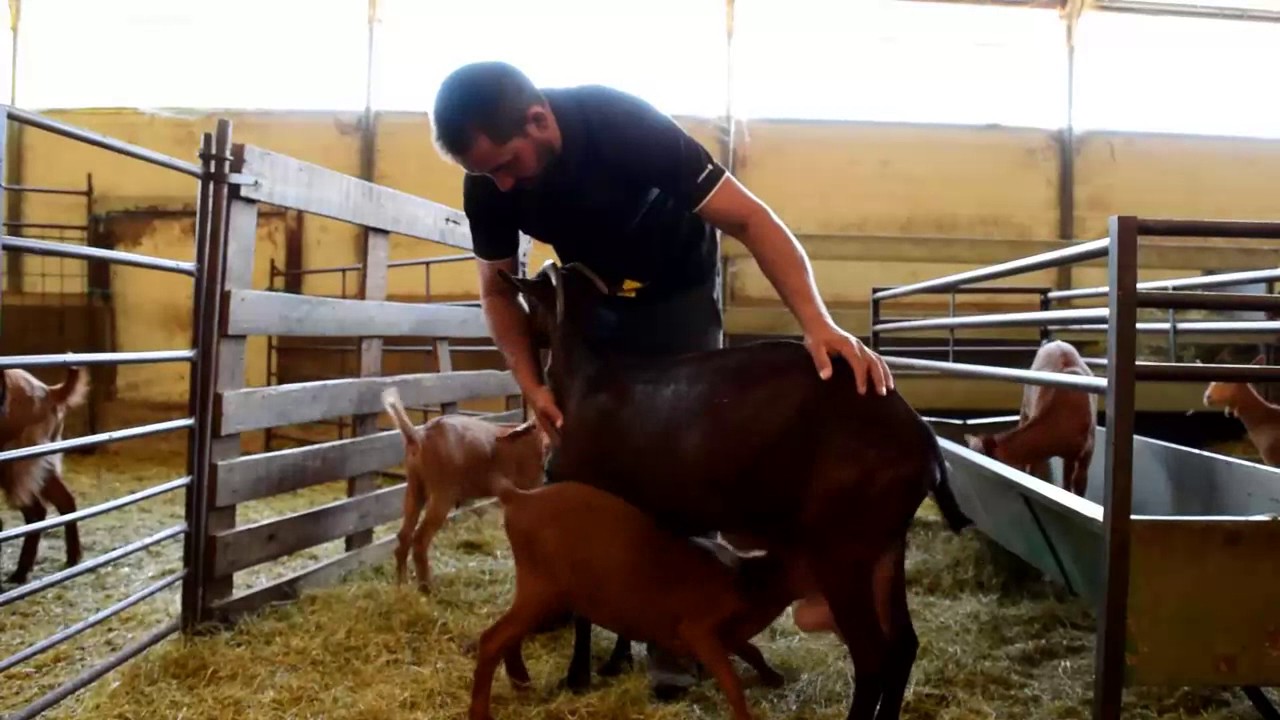 Farmhouse Cabra Cabresa, Eudald Boix Berrocal, Spain YouTube