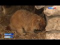 Несмотря на тепло: в зоопарках Крыма животные впадают в спячку
