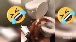 funny video of cat and dog 2