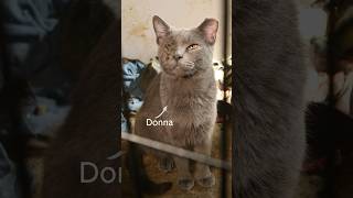 Donna was spoiled with treats #animalwelfare #rescue #cats #catvideos