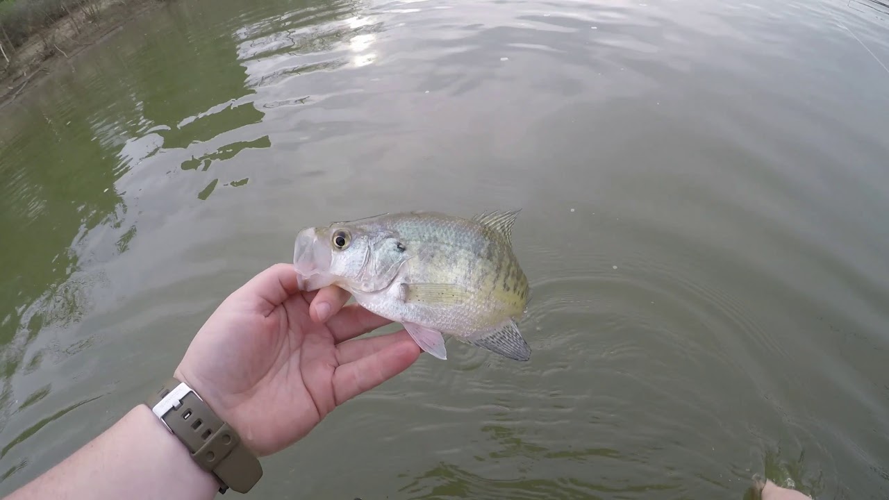 Whites Mill Fishing Multiple Species YouTube