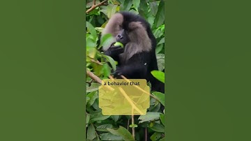 Hidden details about Lion tailed Macaquec #animal #animallover #animalshorts #didyouknow #shorts