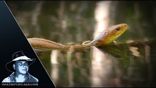 Alligator Stalks Rat Snake 01 Footage