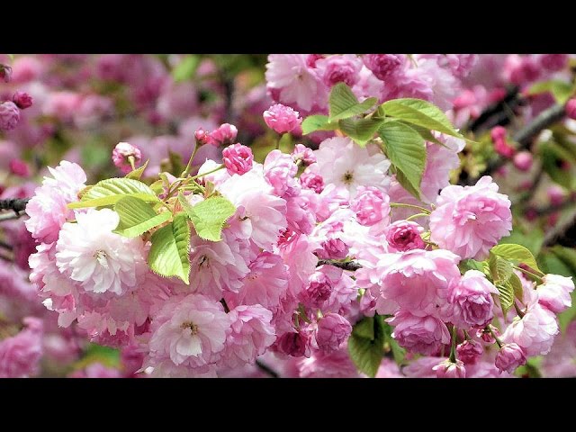 造幣局 桜の通り抜け 2016 Double Cherry Blossoms in Osaka [4K