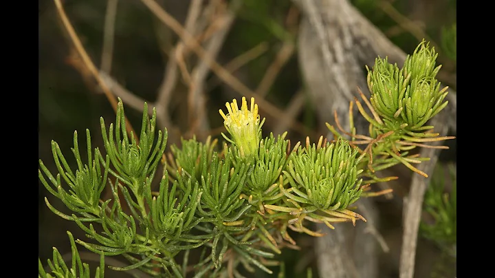 Peucephyllum schottii (pygmy-cedar)