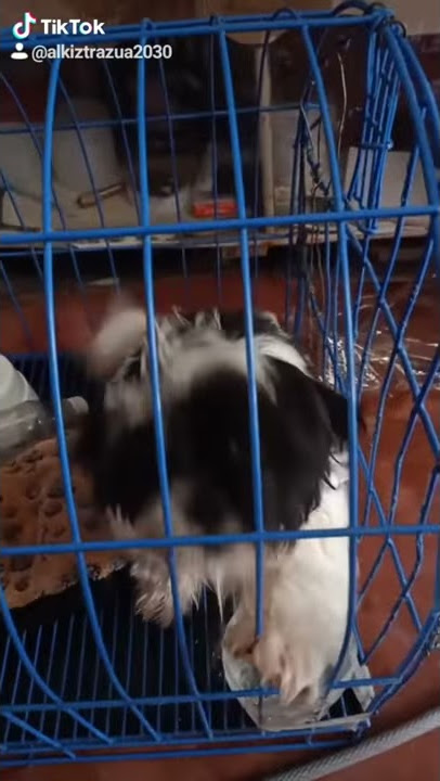 subrang bibo nia dati