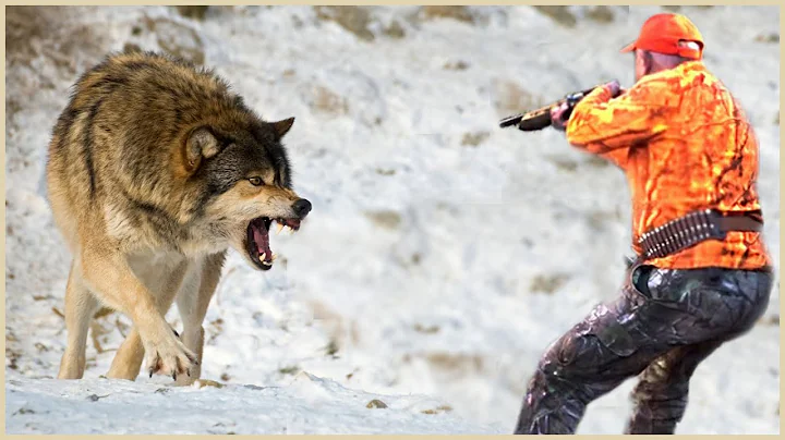 Special Videos: How Do American Hunters And Farmers Deal With Million Of Wild Boar And Wolf By Guns