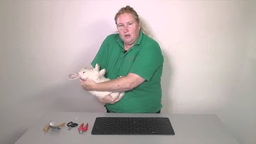 Behaviour & handling: How to restrain a rabbit