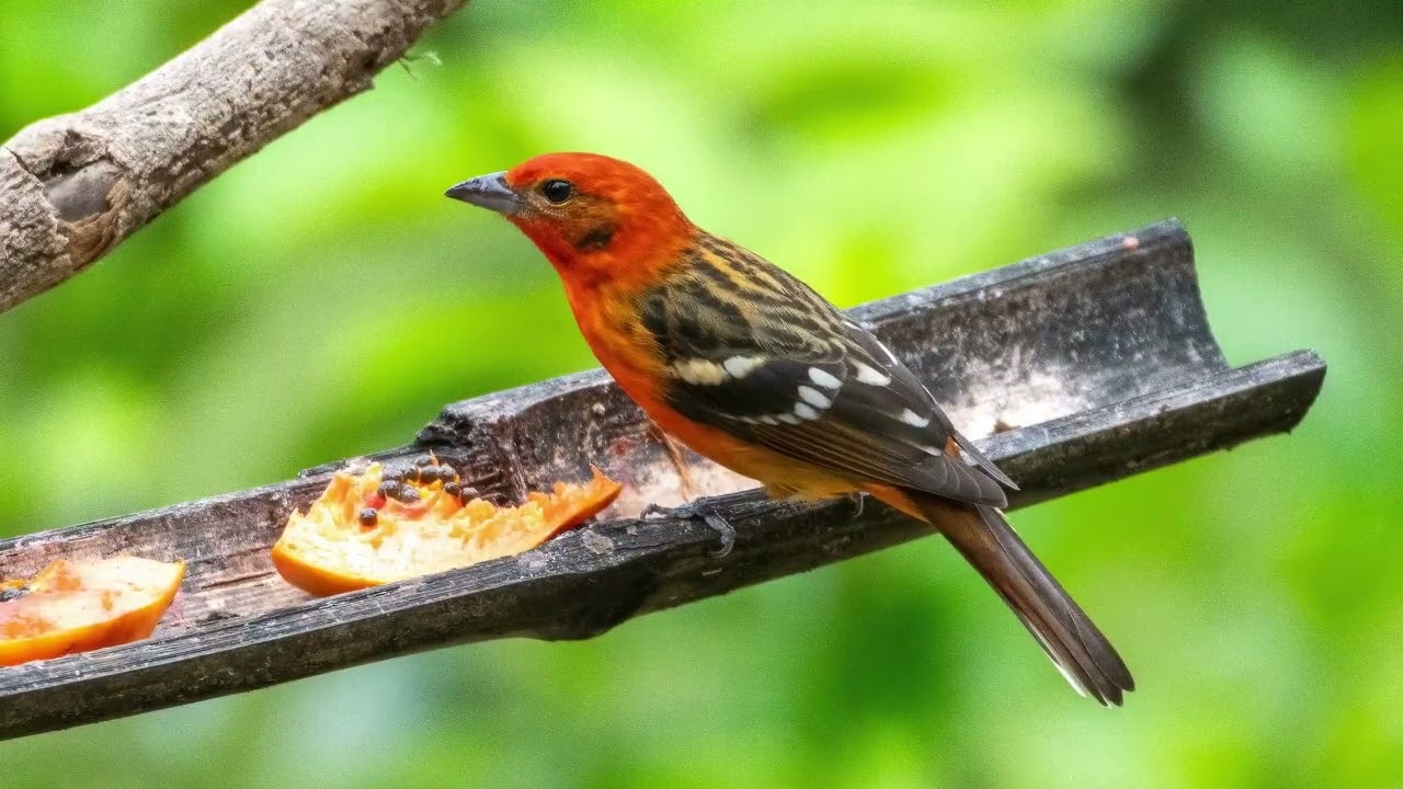 Flame-colored Tanager (Piranga bidentata) 1