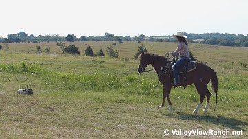 Call For Honor - swinging the rope/dragging a log! - ValleyViewRanch.net