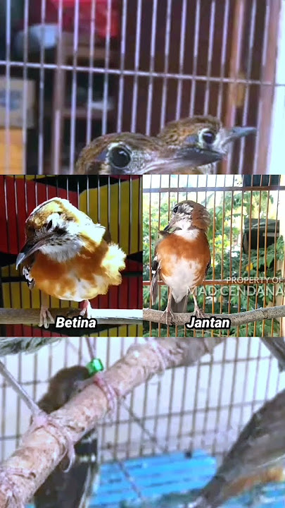 Anis Cendana Jantan dan Betina