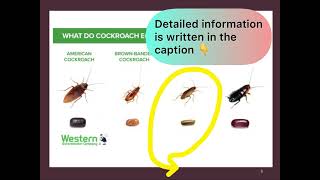 Small info about cockroach’s eggs