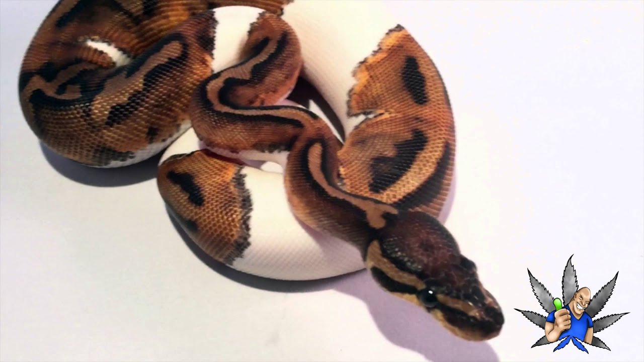 Ralph Davis Pied Ball Pythons (leo pied cluth 2014) in 4k UHD