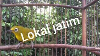 PLECI DAKUN JAWA TIMUR