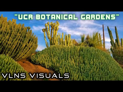 Ucr Botanical Gardens Amazing 4k Vlns Tour 2020 Riverside