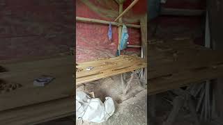 proses gebyok bali