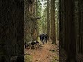 They Searched Everywhere… But Missed THIS Tree 😨🌲