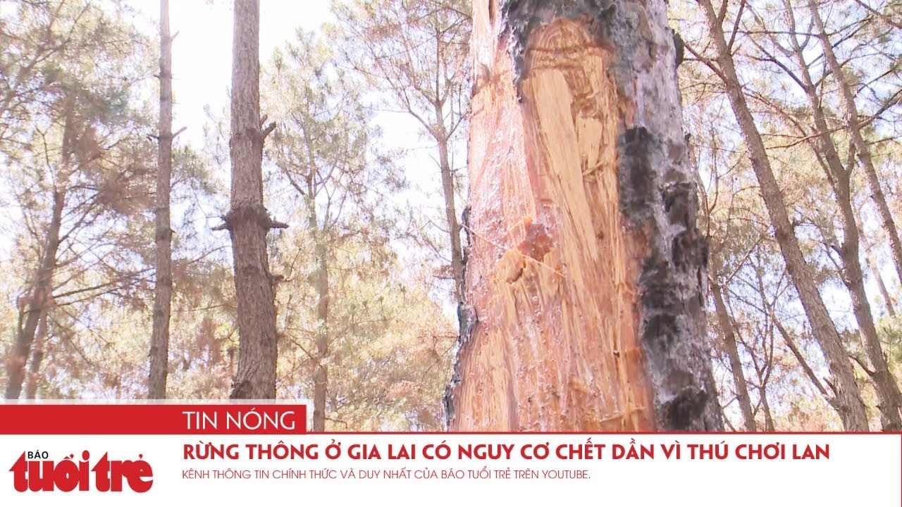 Rừng thông ở Gia Lai có nguy cơ chết dần vì thú chơi lan - YouTube