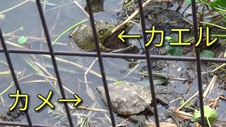 ウシガエルのカップルに亀が近づくとこうなります　A turtle  disturbs a couple of bullfrogs