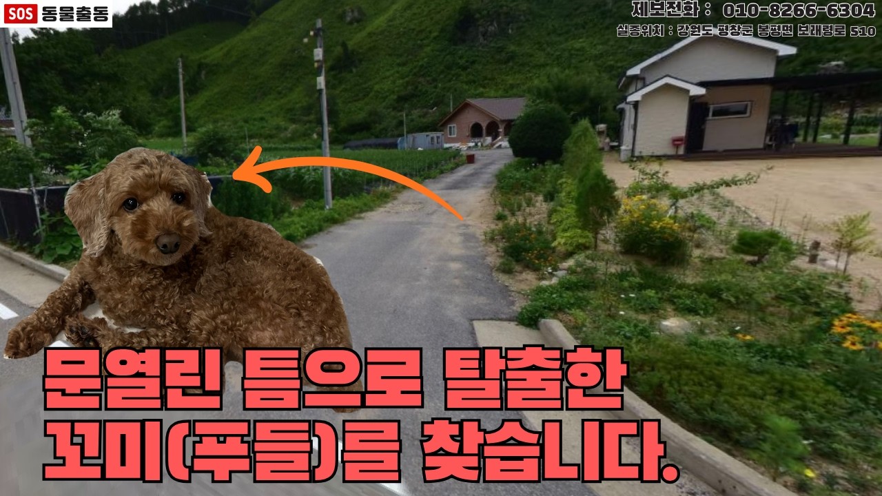 [강아지탐정] 문열린 틈으로 탈출한 강아지 꼬미를 찾습니다. (평창시 실종동물 방송)