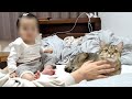 赤ちゃんに焼きもちを焼いて撫でられにきた猫!