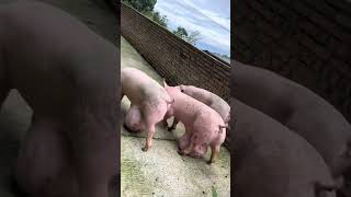 3 Ways to Raise Pigs for BIG Farmhouse Profits! 🐷💰 | For Education Only