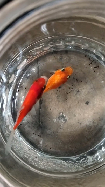Ikan ajaib#shorts#ikan#funny#viral