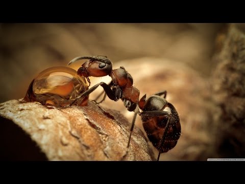 Посылка из Китая - Муравьиная ферма / Ants Farm