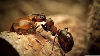 Посылка Из Китая - Муравьиная Ферма / Ants Farm