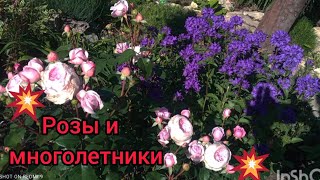 Цветение роз🌹🌹🌹 и их компании 😁😍❤- начало 🙏-1 часть видео