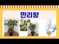 만리향 제품 리뷰 진짜 효과는 어떨까 사용 후기와 추천 포인트 만리향 제품 리뷰 진짜 효과는 어떨까 사용 후기와 추천 포인트
