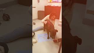 Amerikaanse Stafford Terriër Angel Haar Laatste Chemoinfuus Ze Heeft Er Nu 18 Met Succes Volbracht