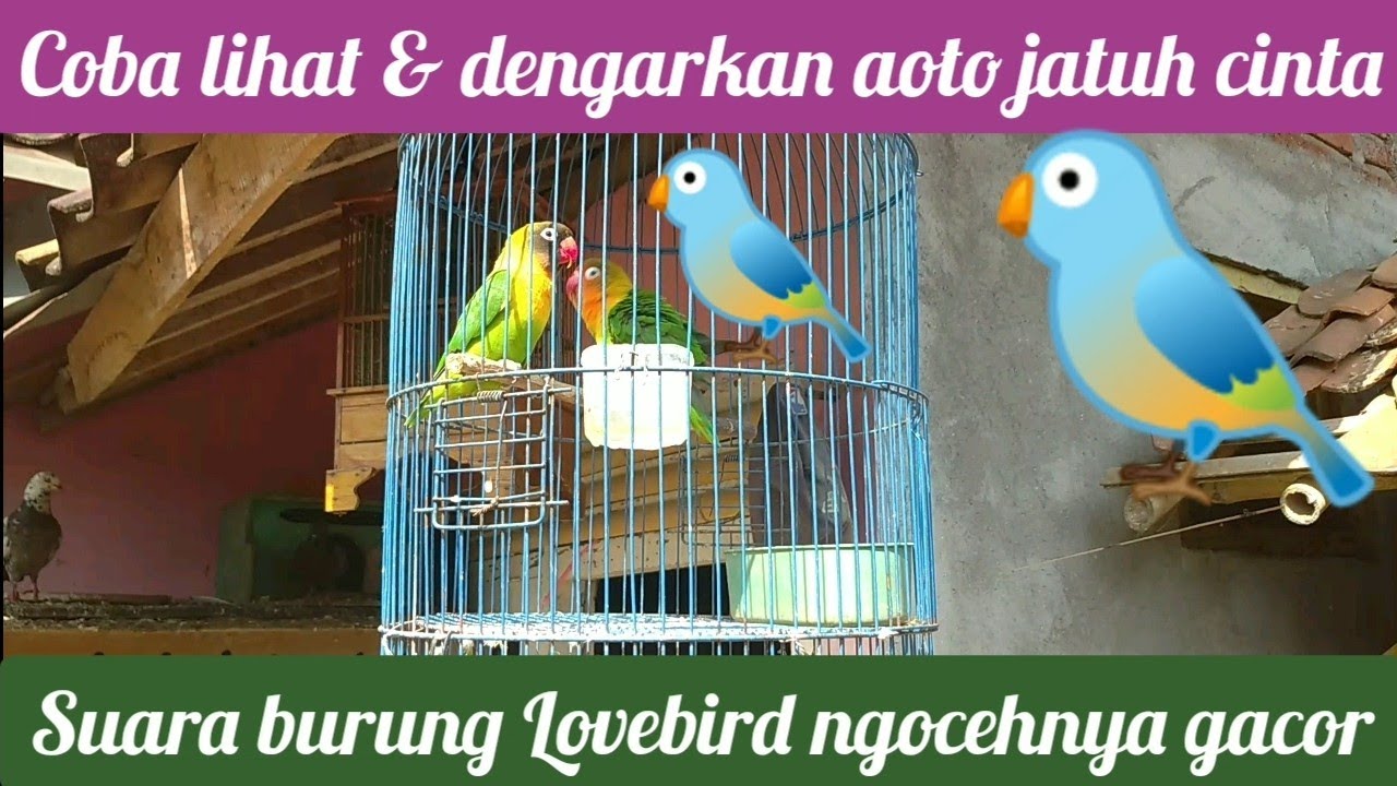 KICAU BURUNG LOVEBIRD GACOR BANGET 