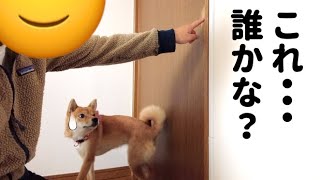 「これやったの誰かな？」イタズラの答え合わせしたらシンデレラフィットした　柴犬小夏１歳　舞子公園