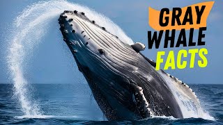 Amazing Facts About Gray Whale