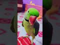 Mittutota Cutebird Cuteparrot Talkingparrot Cute Kuku Mittutota Cutebird Cuteparrot Talkingparrot Cute Kuku